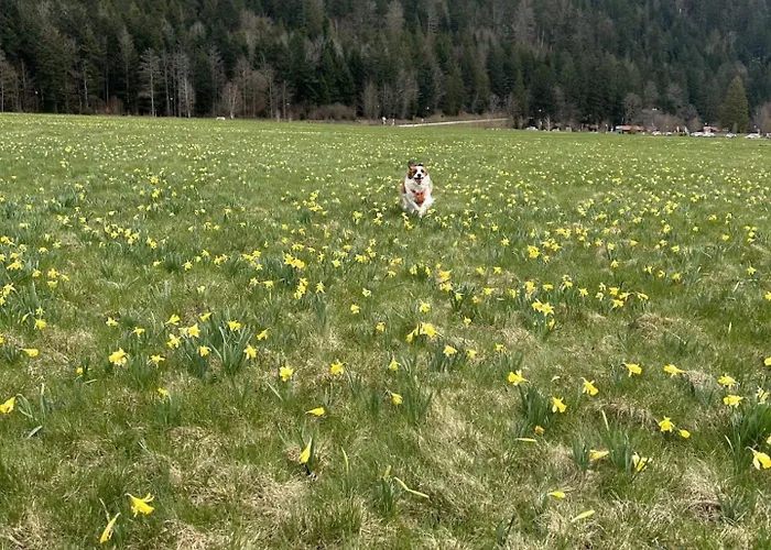 Bed & Breakfast Escargot De Neige